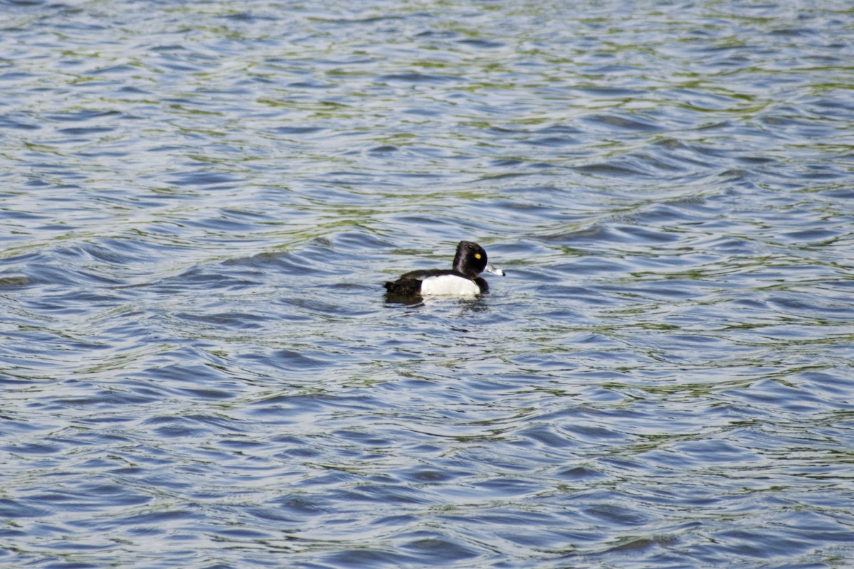 Ring-necked Duck - ML617800044