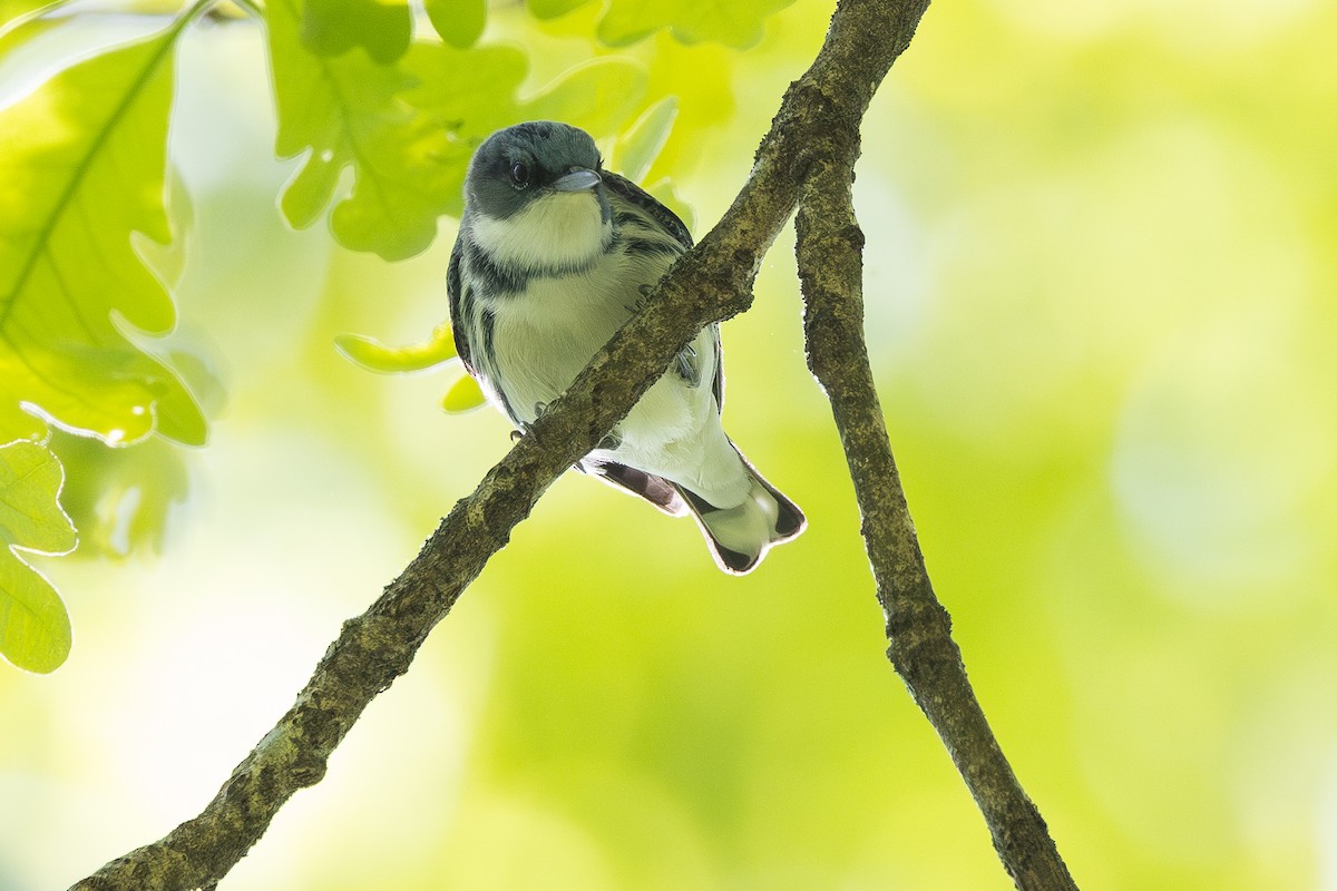 Cerulean Warbler - ML617800063