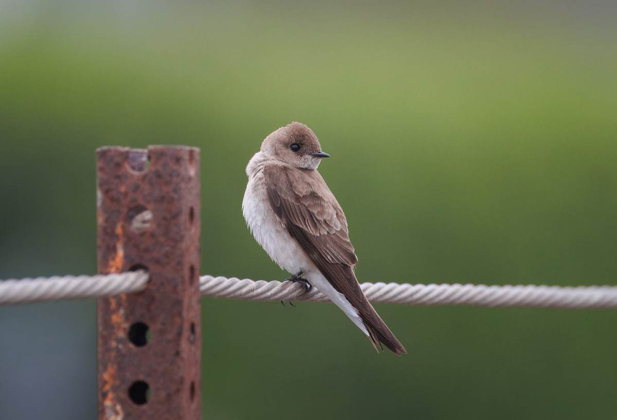 Northern Rough-winged Swallow - John Callender