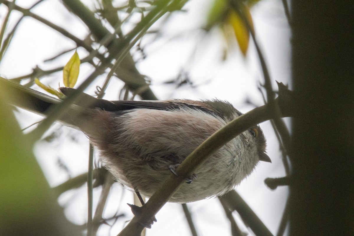 Long-tailed Tit - ML617800117