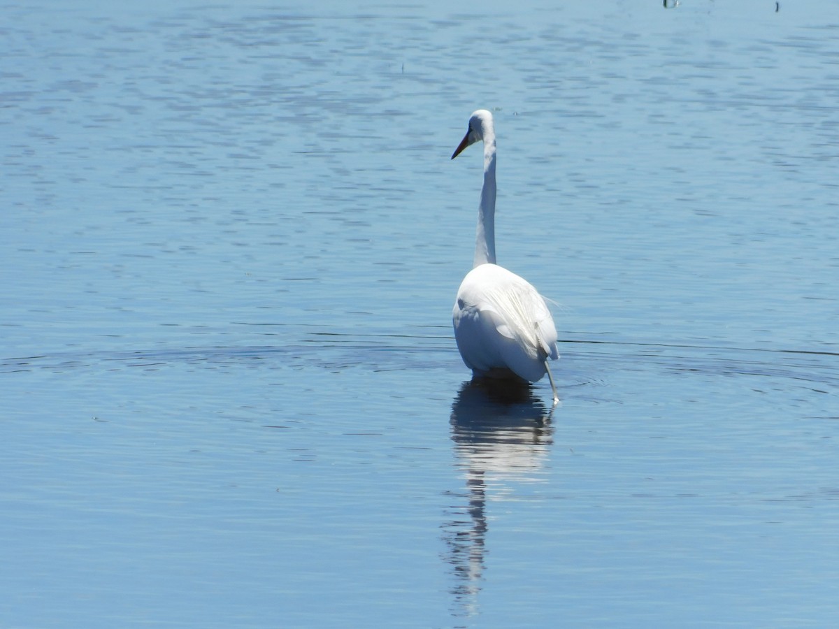 Great Egret - ML617800120