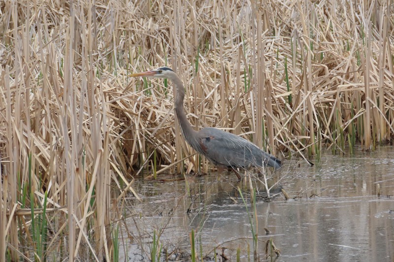 Great Blue Heron - ML617800202