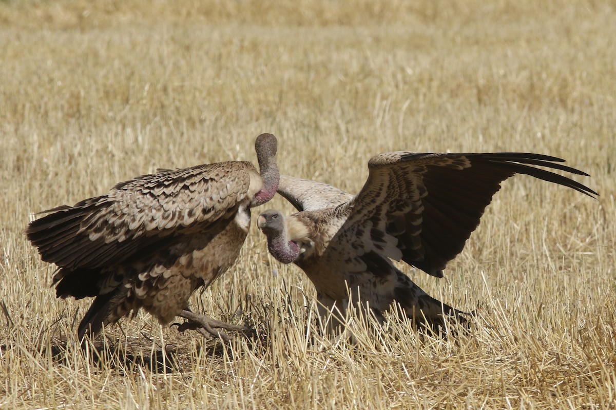 Rüppell's Griffon - ML617800215