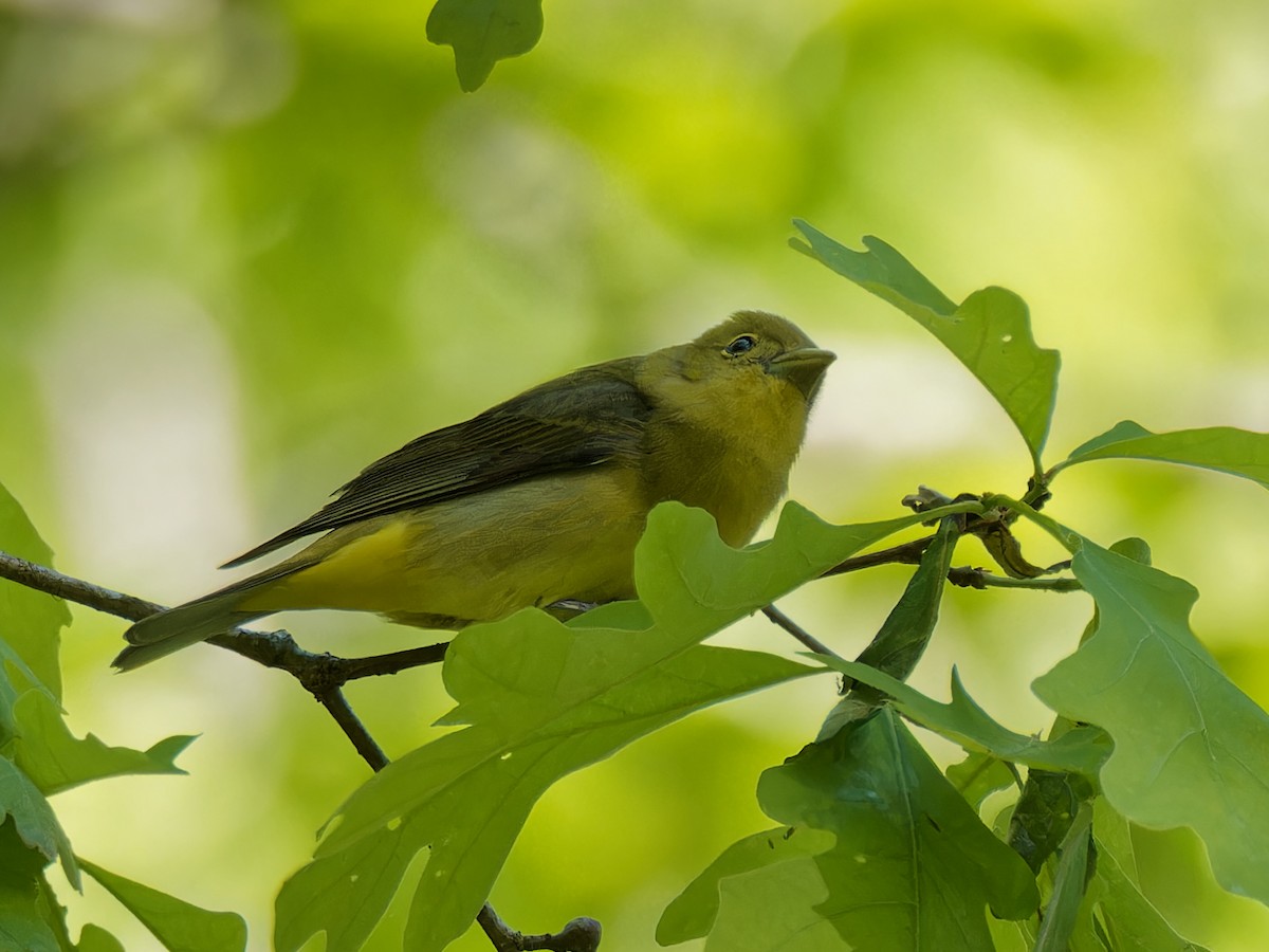 Scarlet Tanager - ML617800259