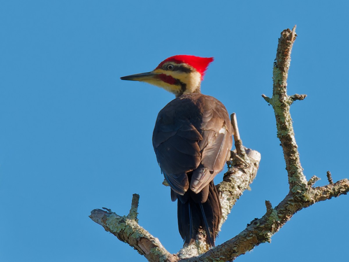 Pileated Woodpecker - ML617800265