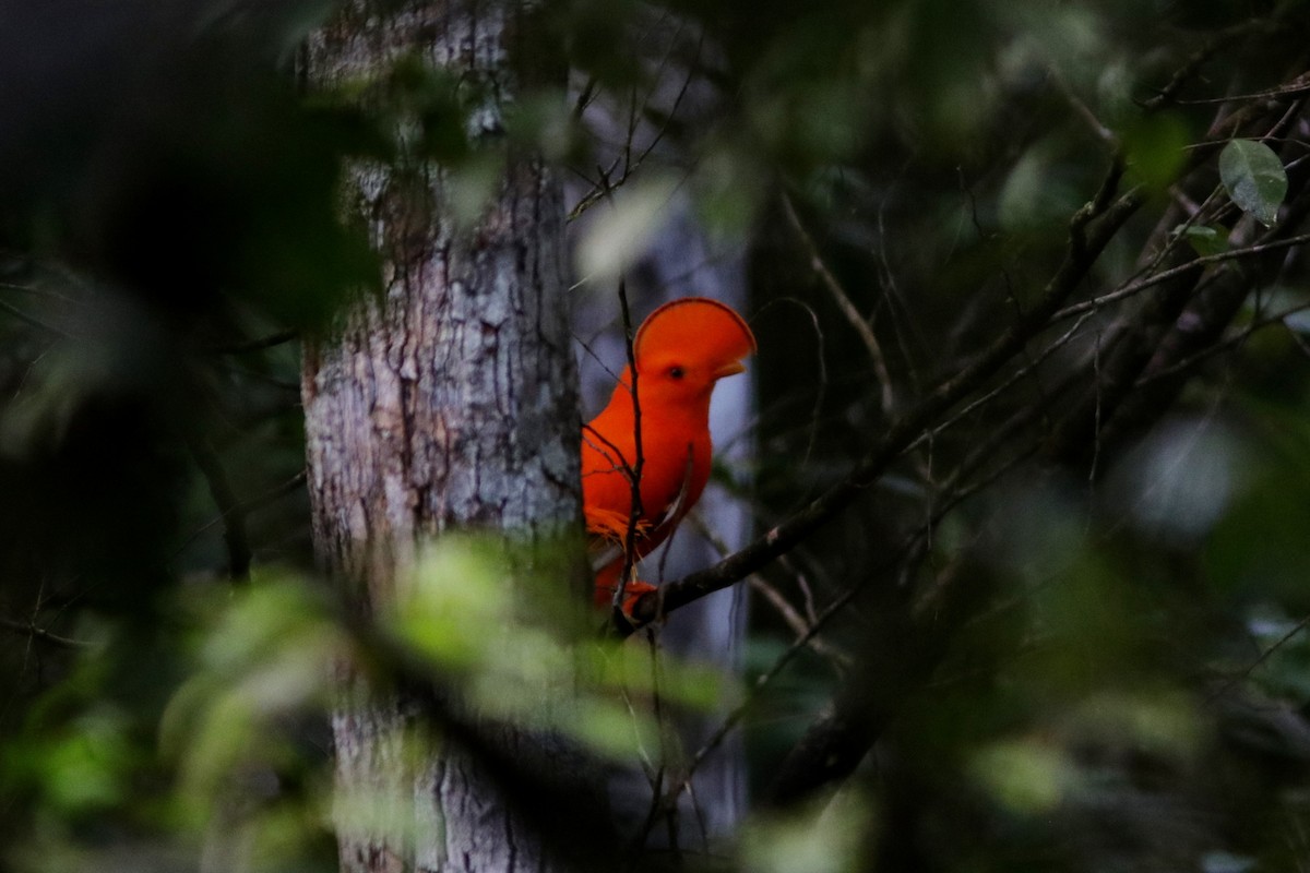 Guianan Cock-of-the-rock - ML617800278