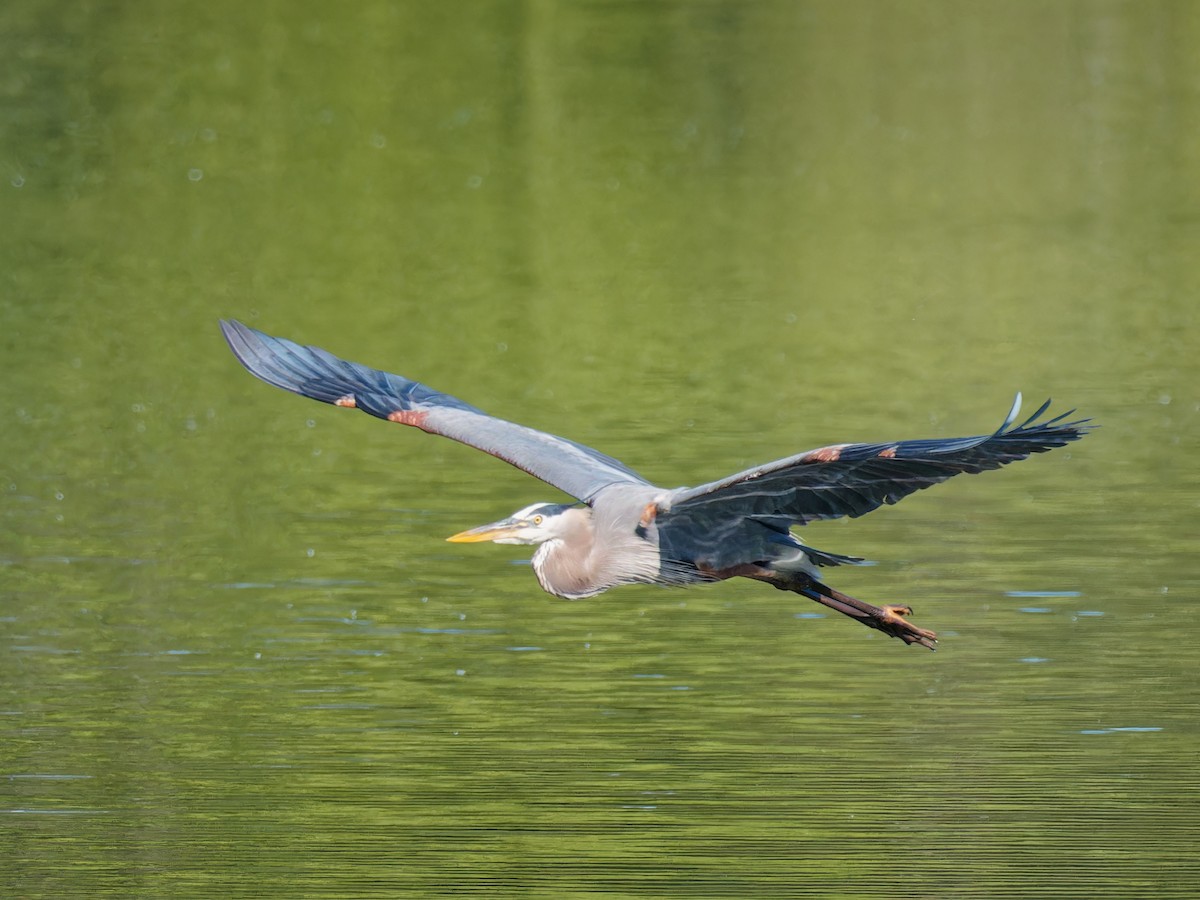 Great Blue Heron - ML617800279