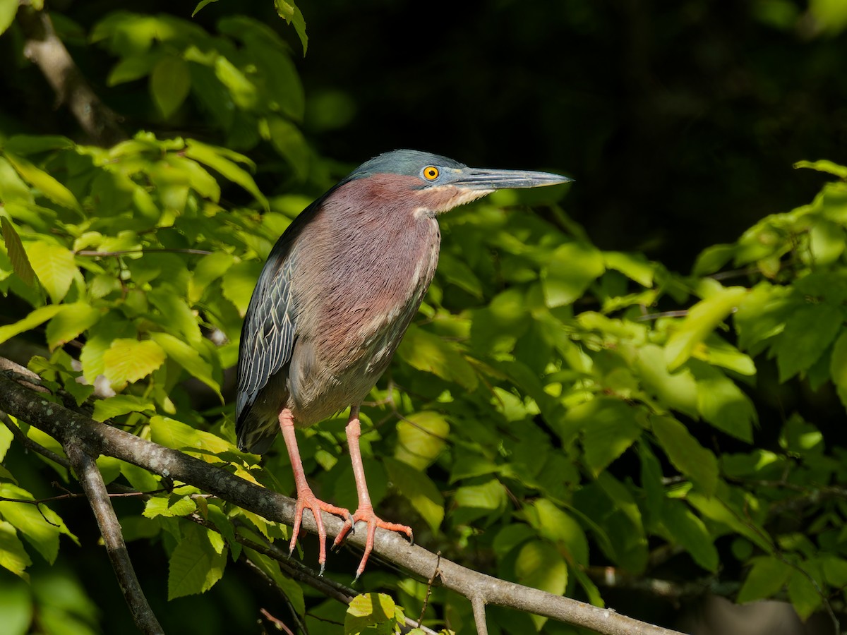 Green Heron - ML617800289