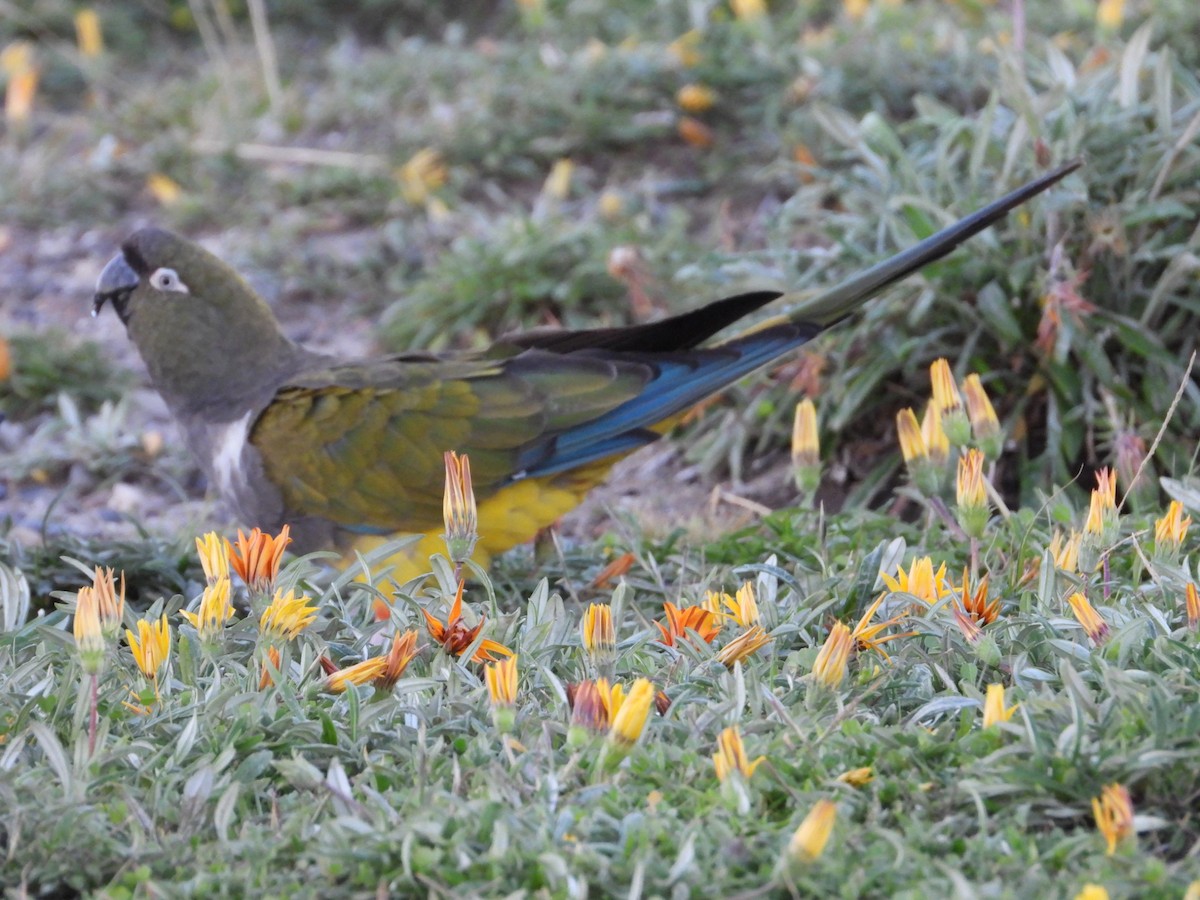 Burrowing Parakeet - ML617800303