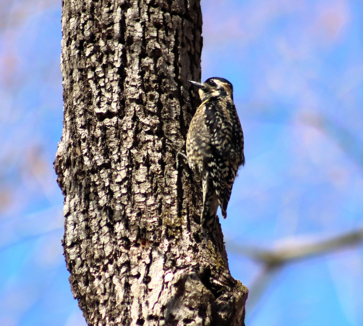 Yellow-bellied Sapsucker - ML617800321