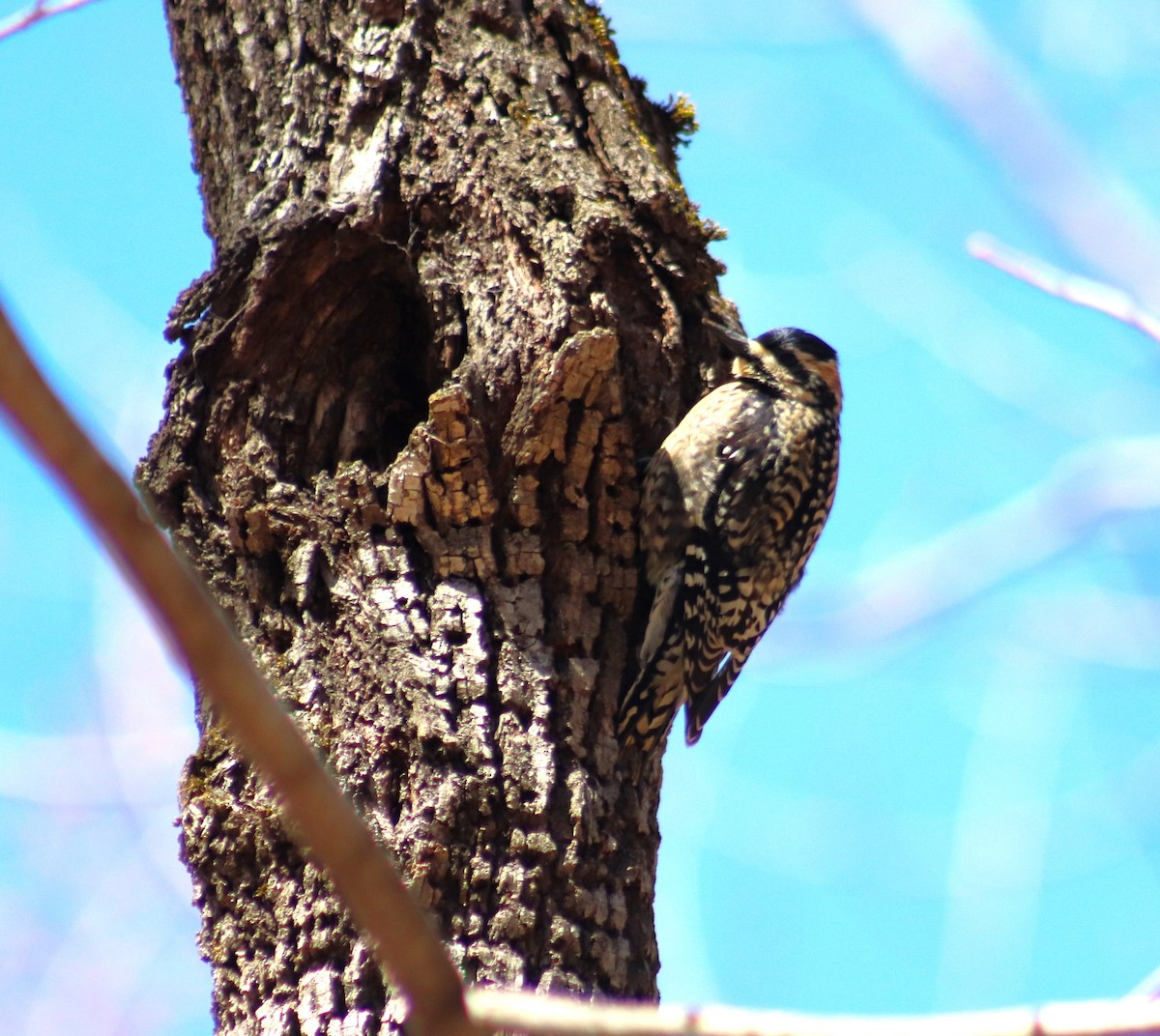 Yellow-bellied Sapsucker - Cindy Grimes