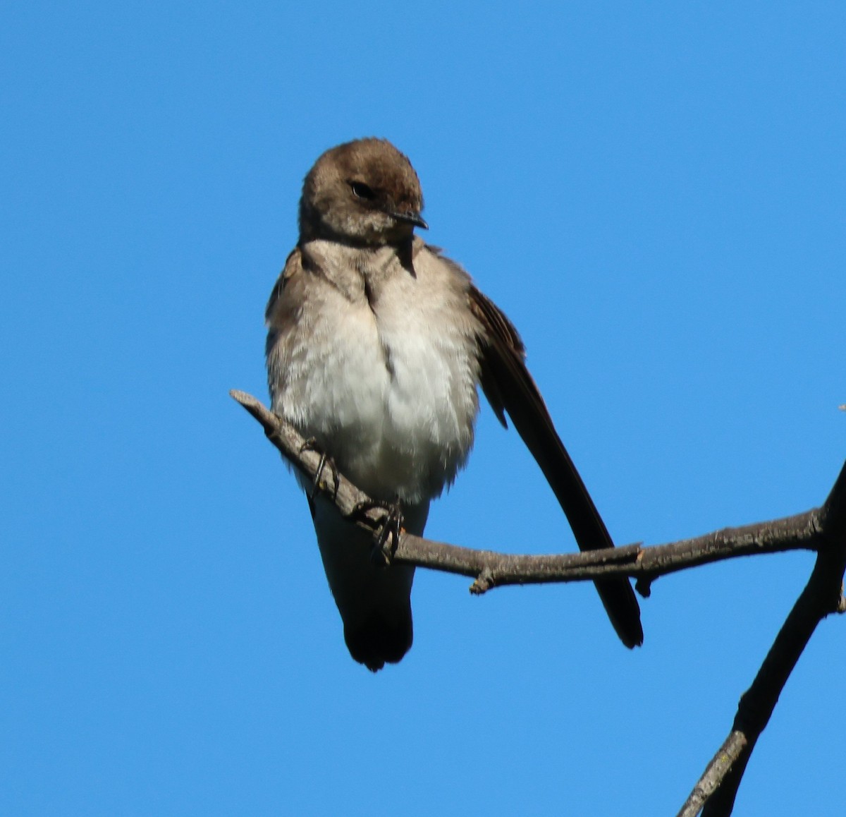 Tree Swallow - Vince Folsom