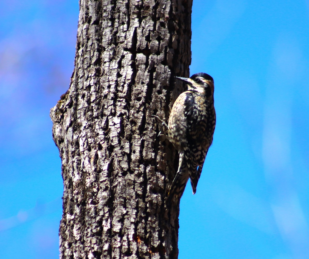 Yellow-bellied Sapsucker - ML617800371