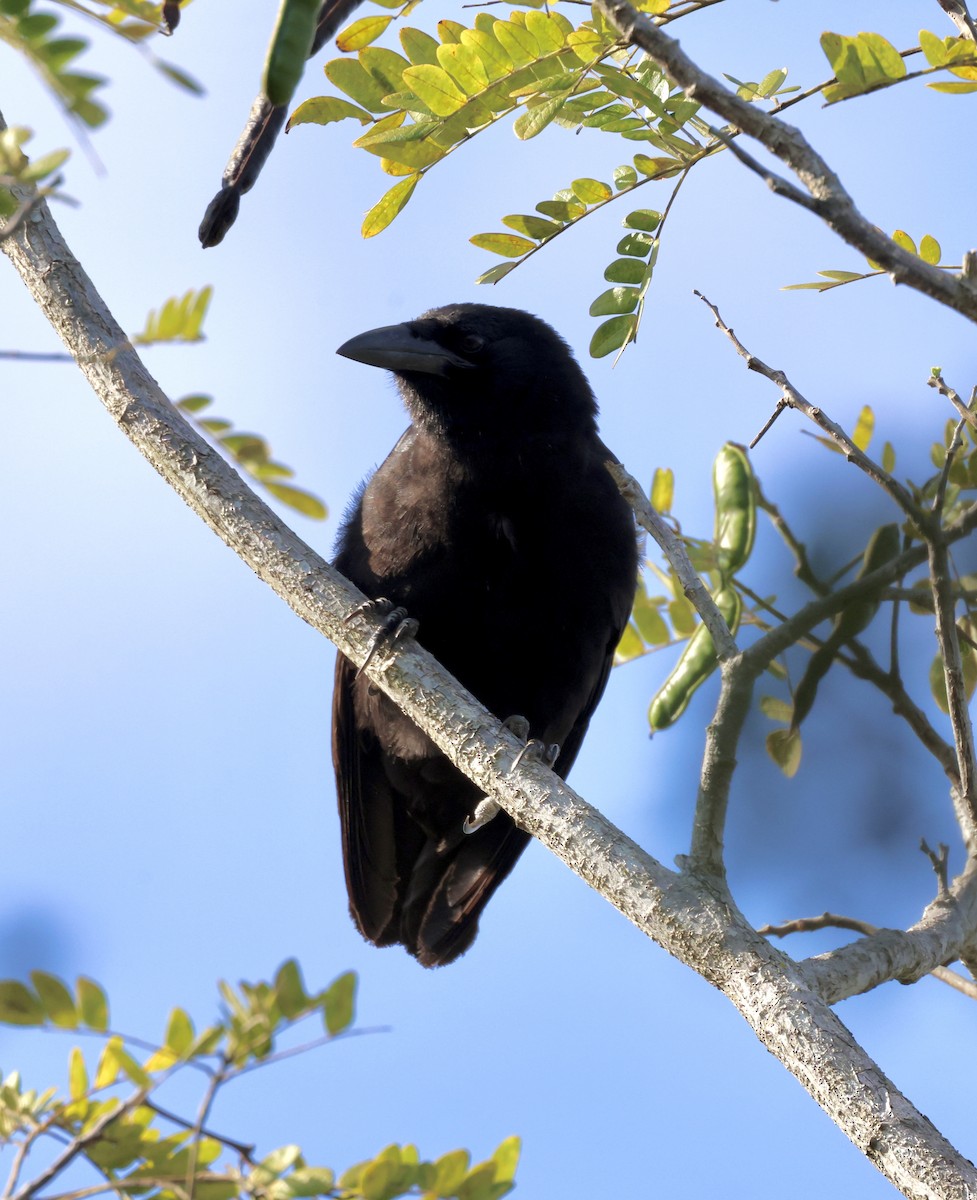 Cuban Crow - Cheryl Rosenfeld