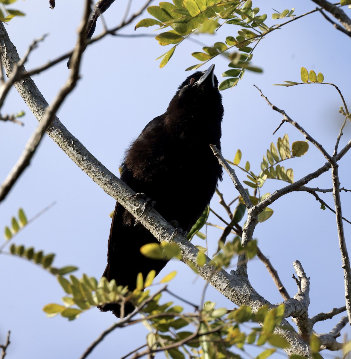 Cuban Crow - ML617800385