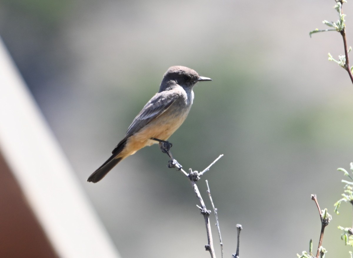 Say's Phoebe - ML617800403