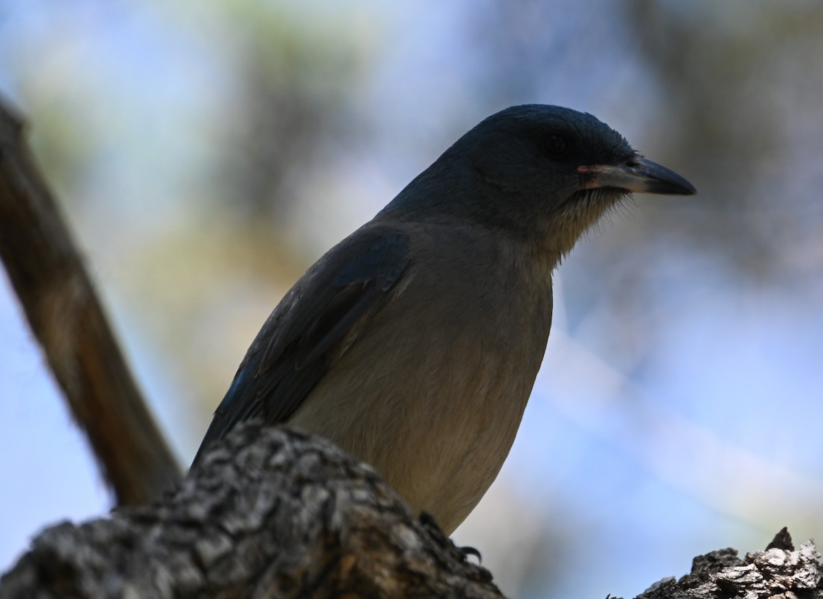 Mexican Jay - ML617800415