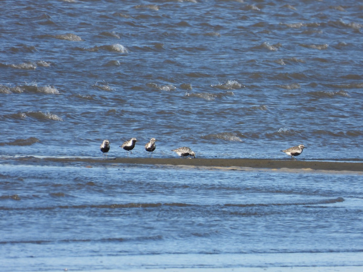 Txirri grisa - ML617800420