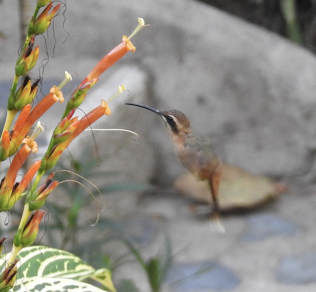 Пестрогорлый колибри-отшельник - ML617800430