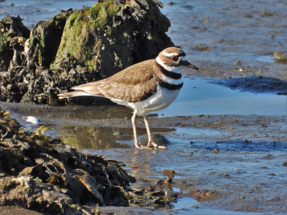 Kildir txirritxoa - ML617800446