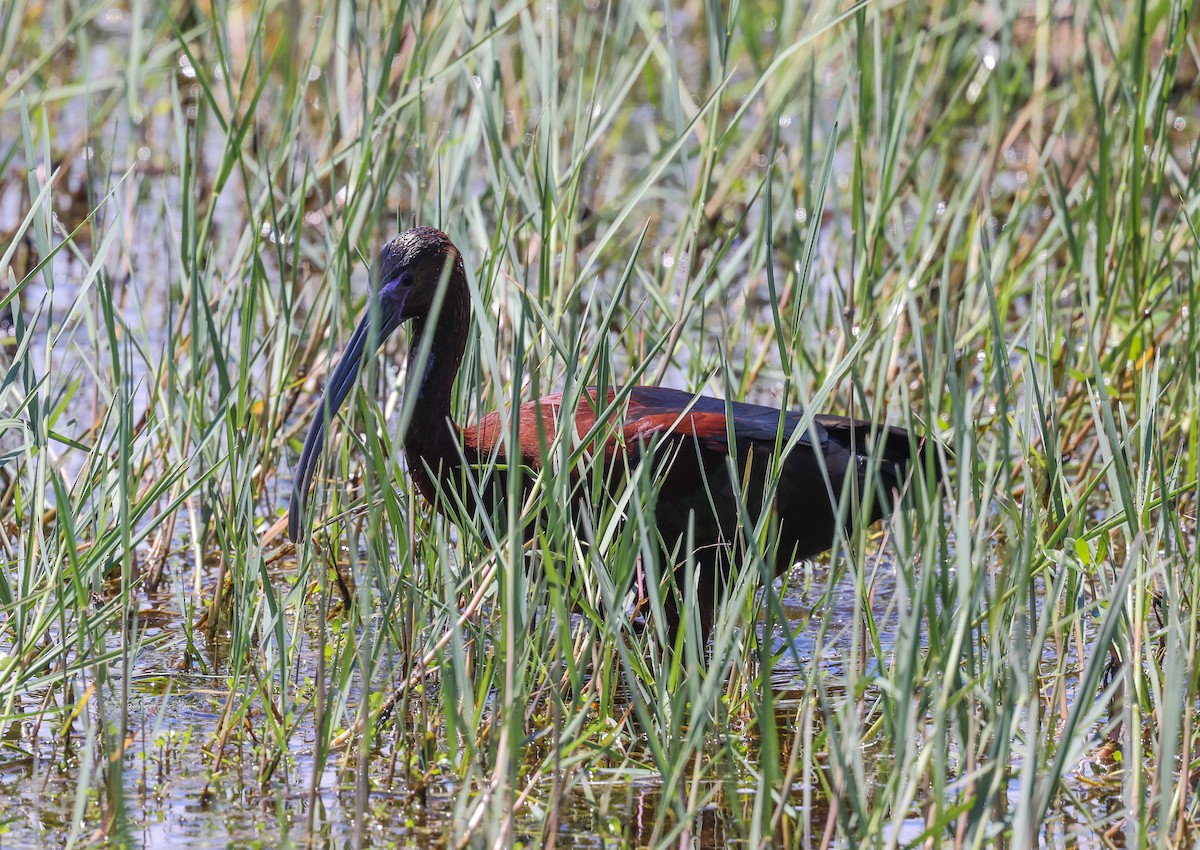 Glossy Ibis - Joseph Hood