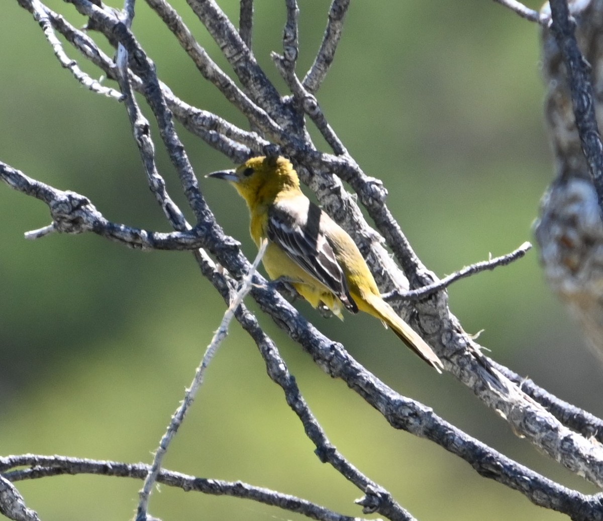 Hooded Oriole - ML617800501