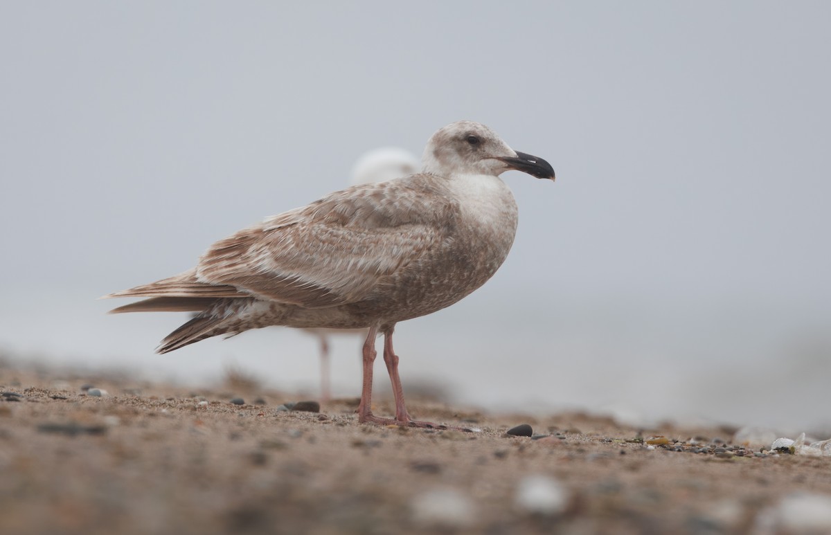 Glaucous-winged Gull - John Callender