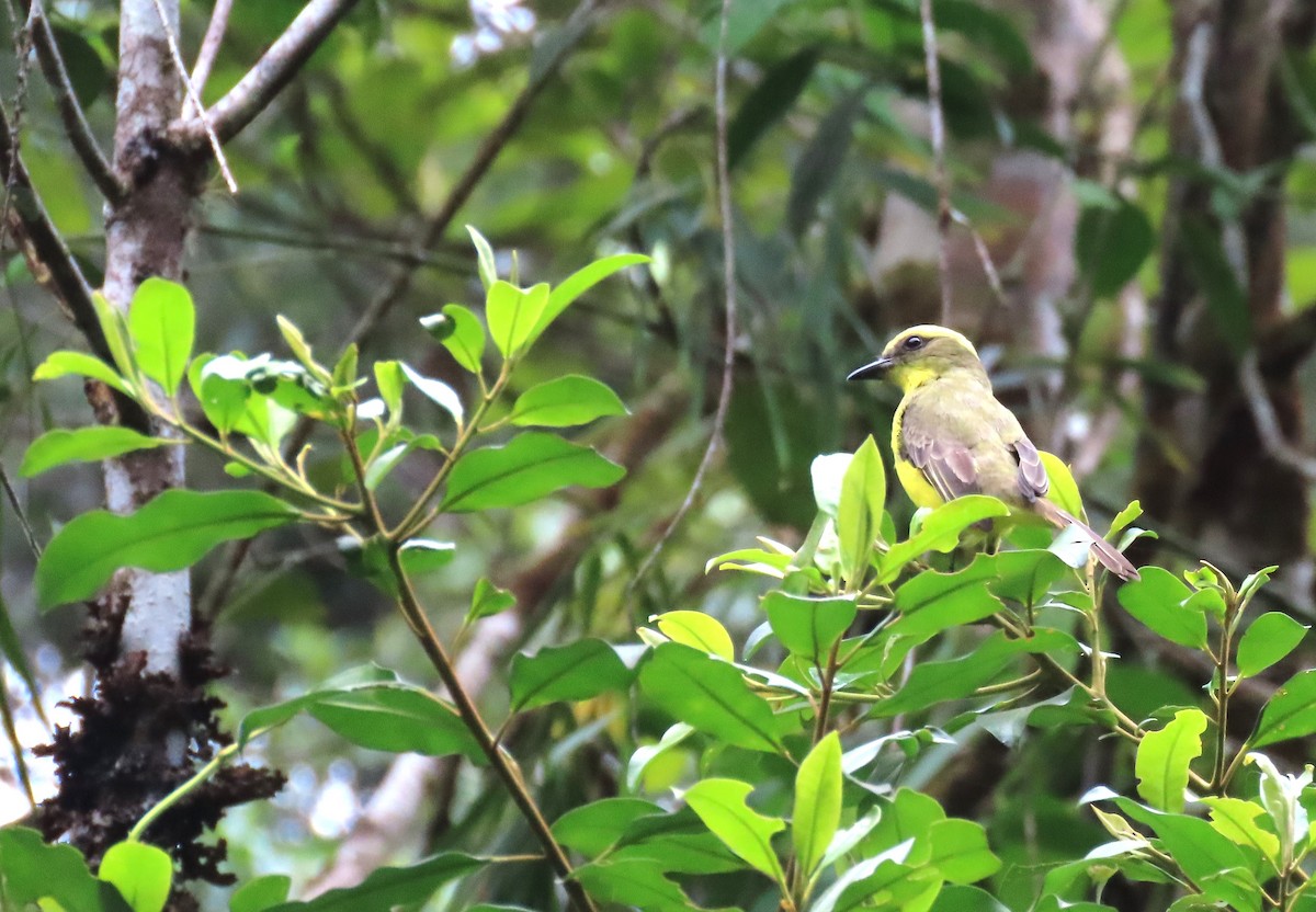 Lemon-browed Flycatcher - ML617800521