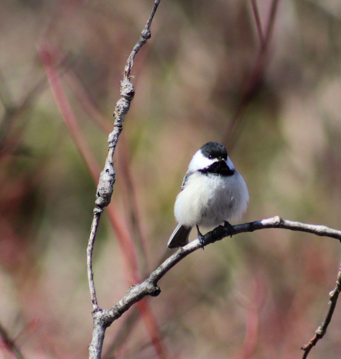 Black-capped Chickadee - ML617800559