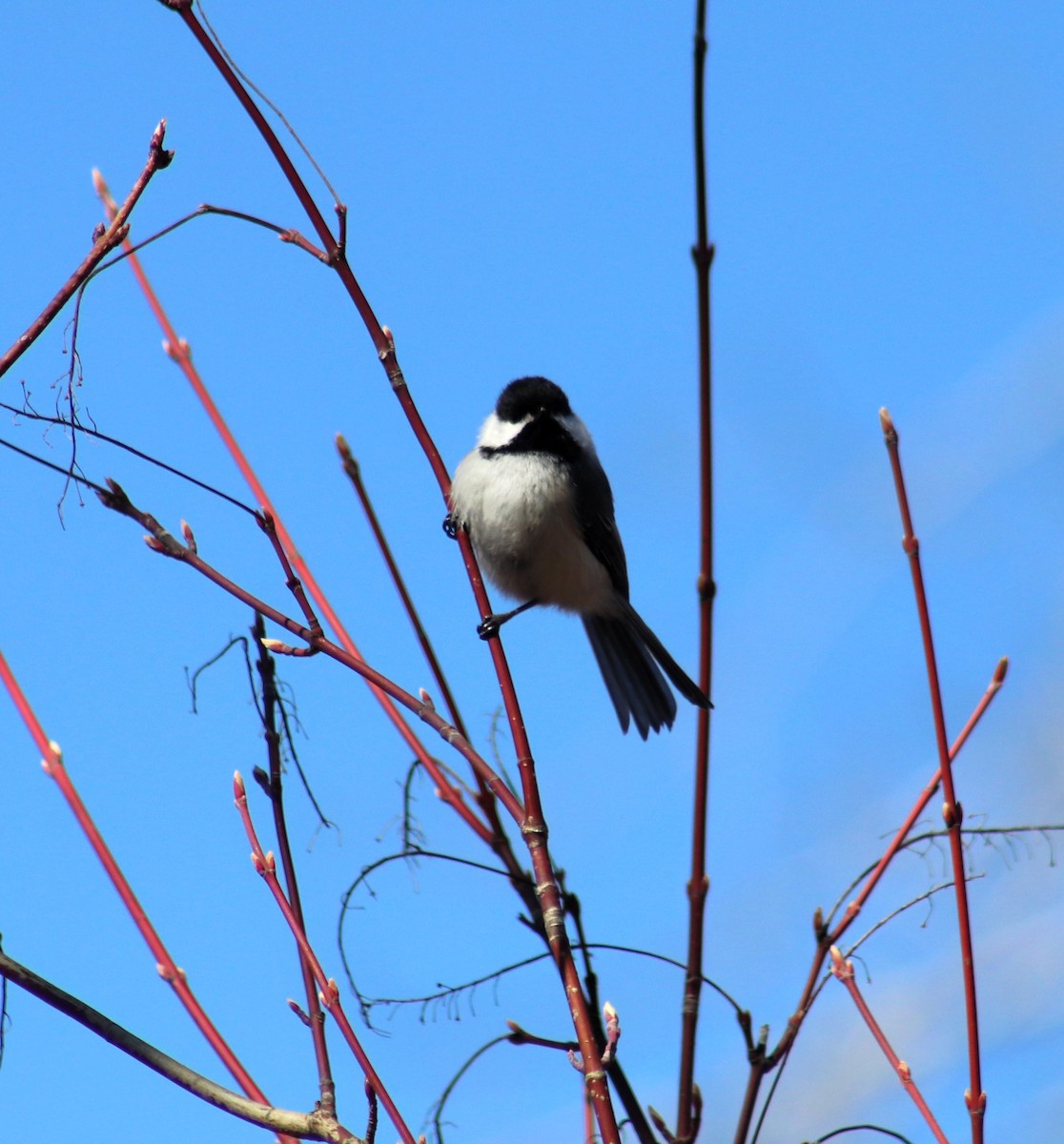 Mésange à tête noire - ML617800560