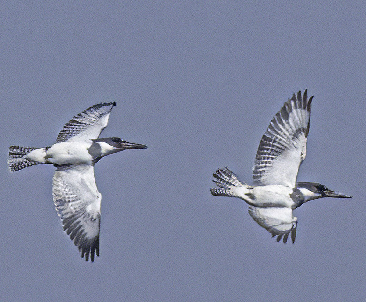Belted Kingfisher - ML617800576
