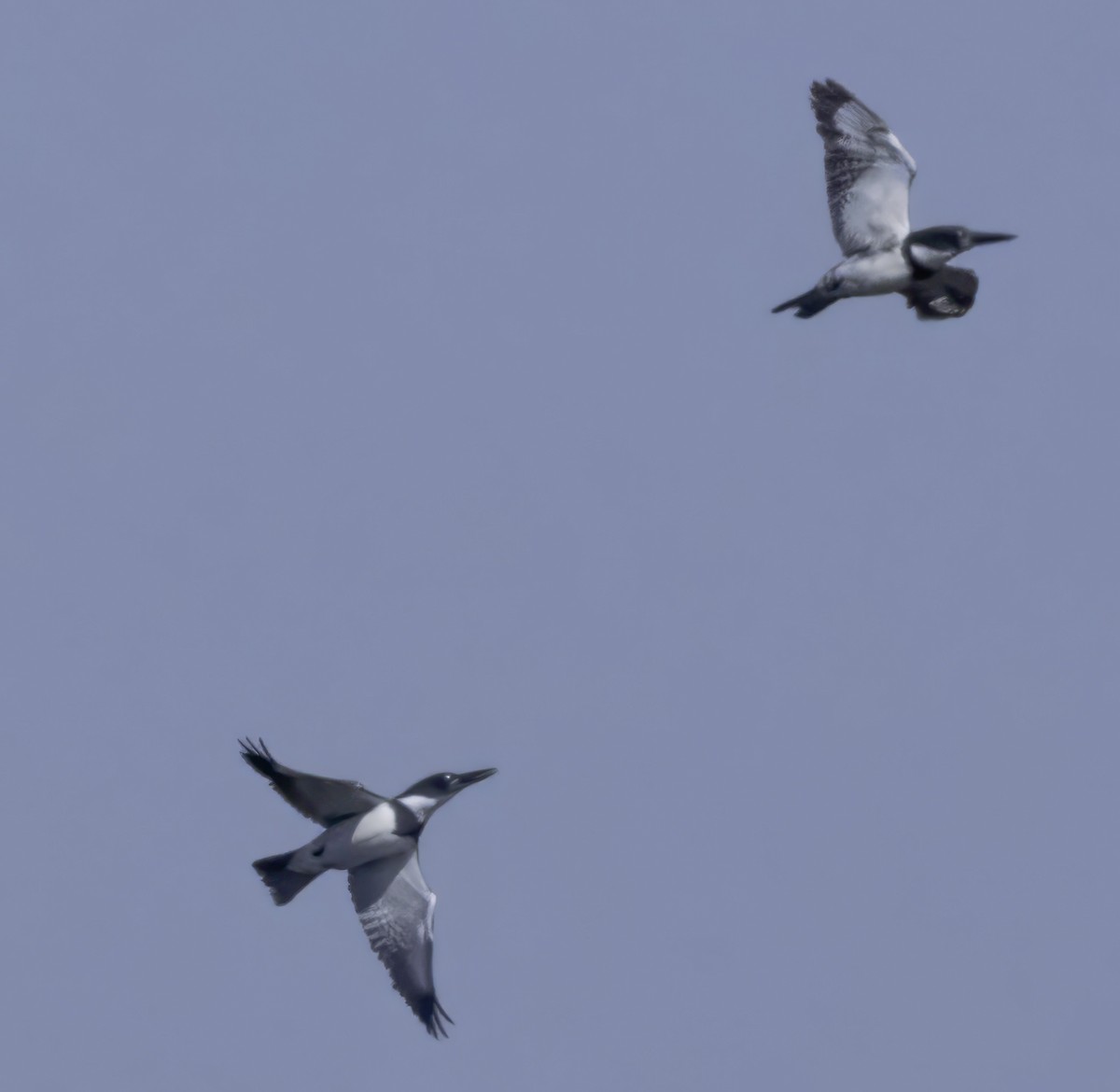 Belted Kingfisher - ML617800578