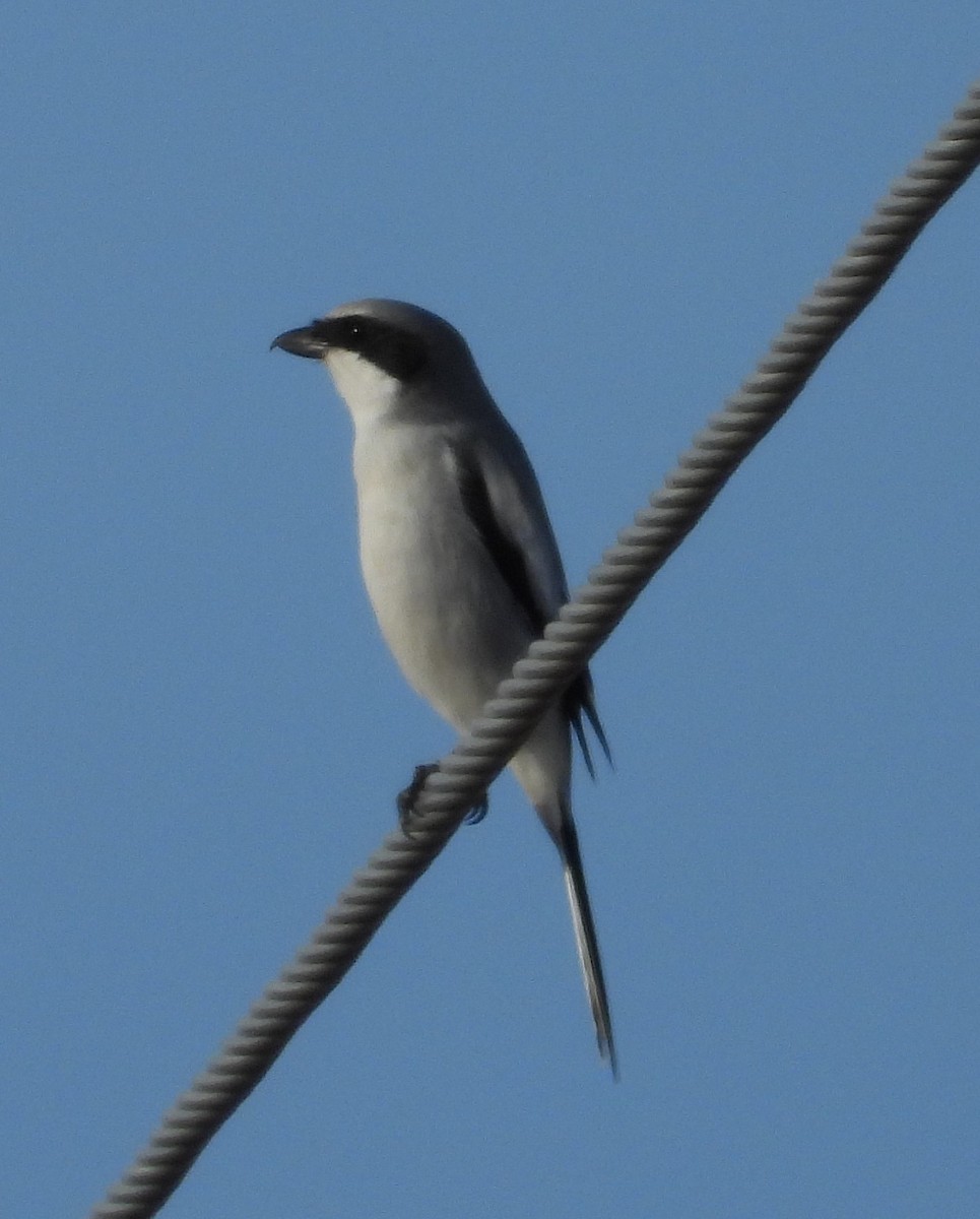 Loggerhead Shrike - Joanna Clark