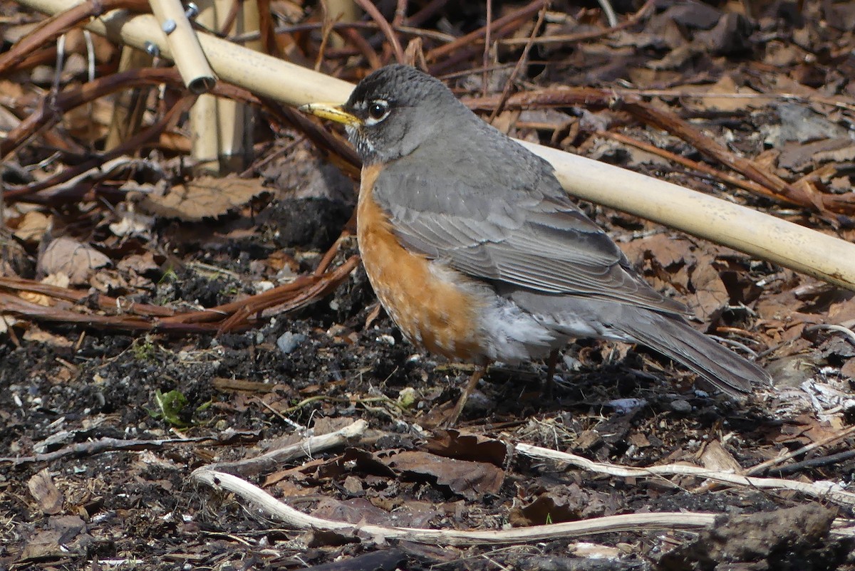 American Robin - Barbara Shepherd