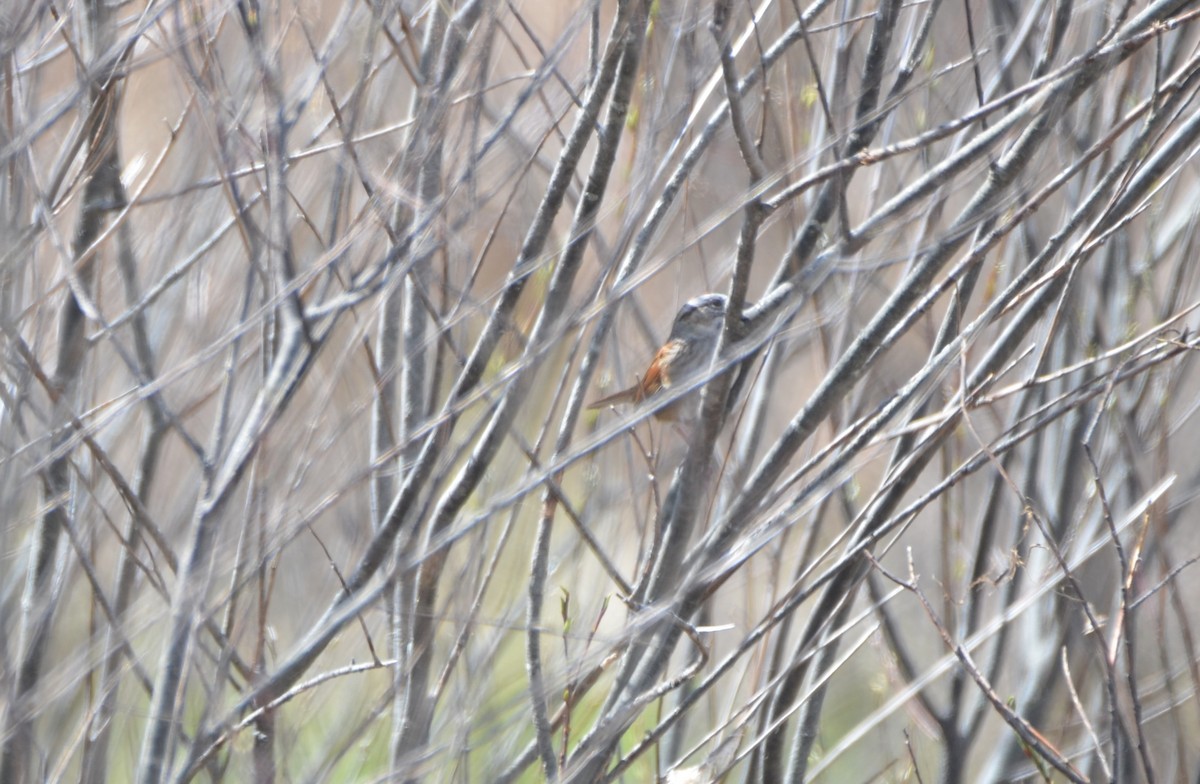 Swamp Sparrow - ML617800646