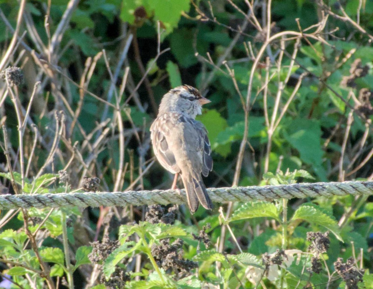 White-crowned Sparrow - ML617800651