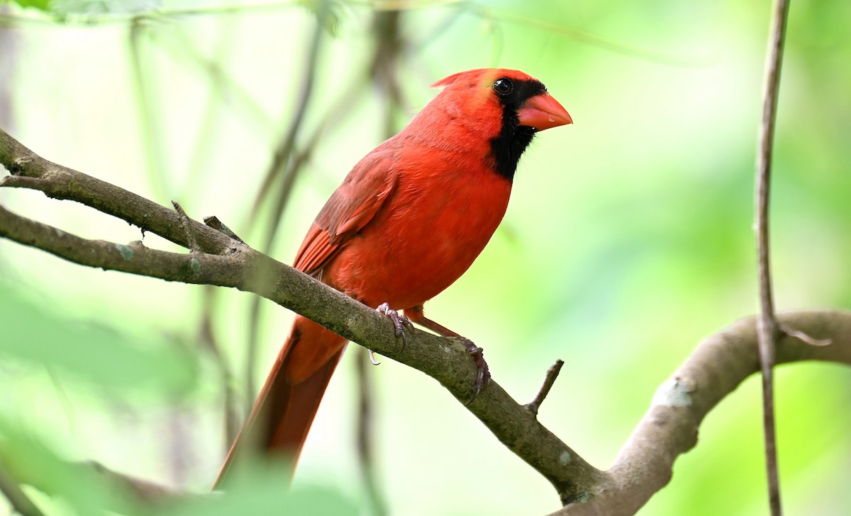 Cardinal rouge - ML617800674
