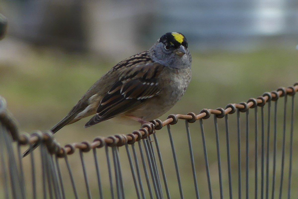 Golden-crowned Sparrow - Barbara Shepherd