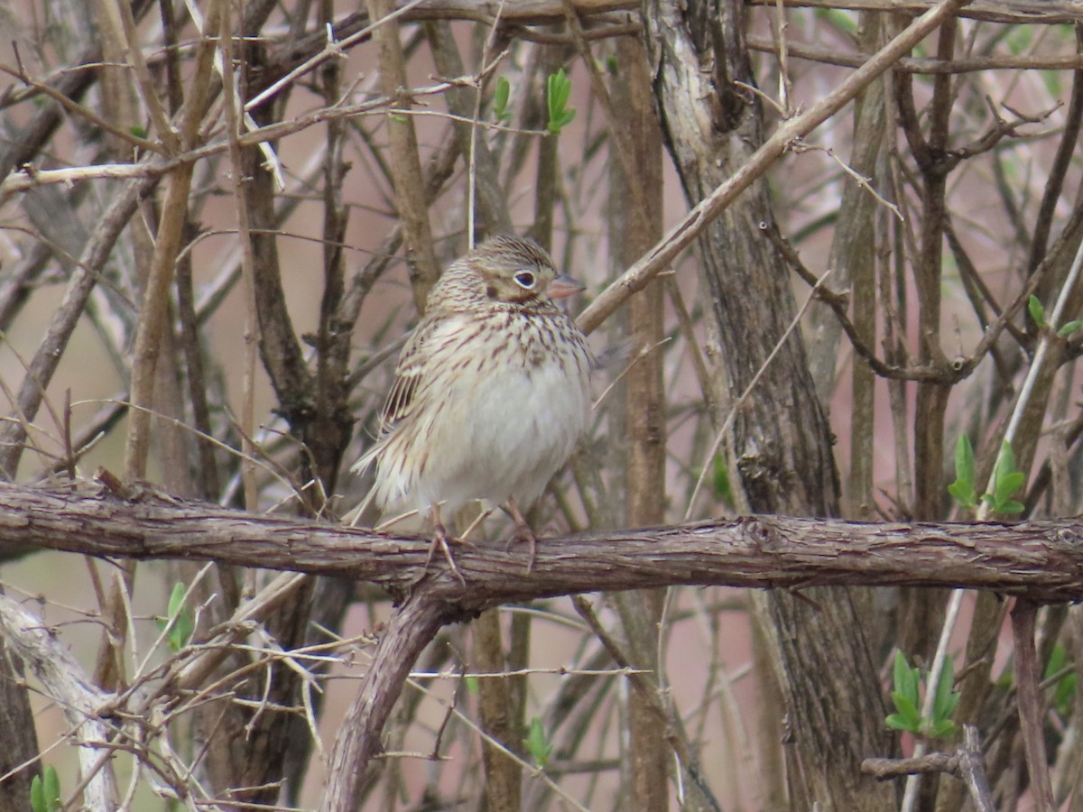 Vesper Sparrow - ML617800723