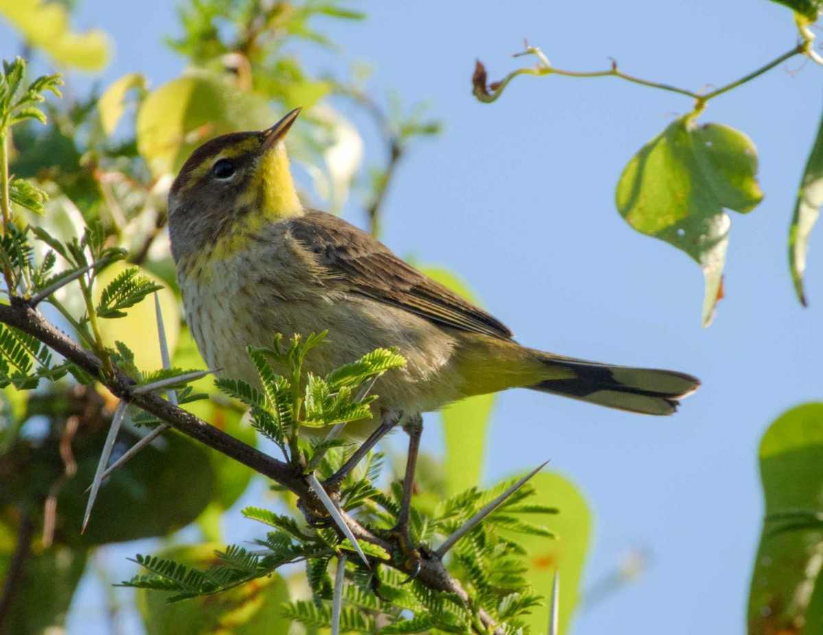 Palm Warbler - Caleb Evert