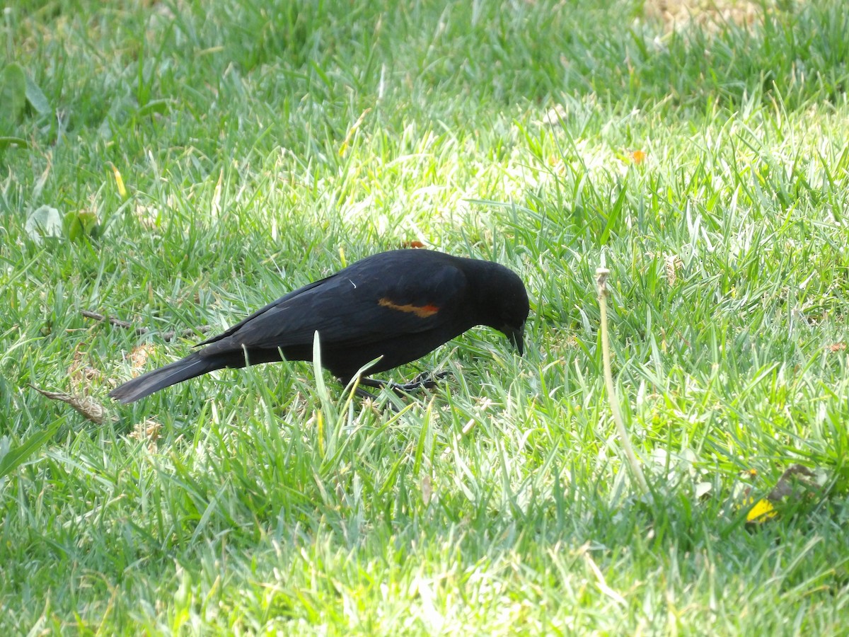 Red-winged Blackbird (Mexican Bicolored) - Marcelo Gutierrez