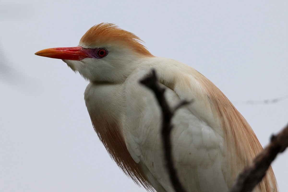 Western Cattle Egret - ML617800751