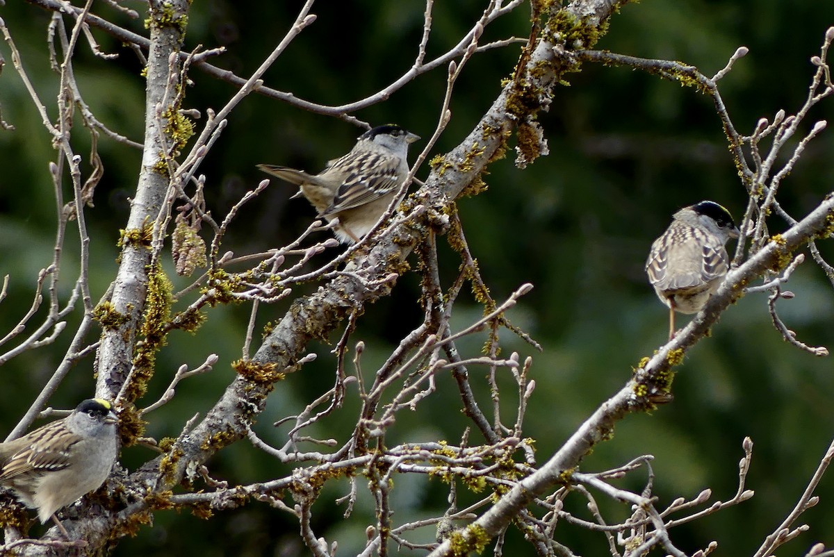 Golden-crowned Sparrow - Barbara Shepherd