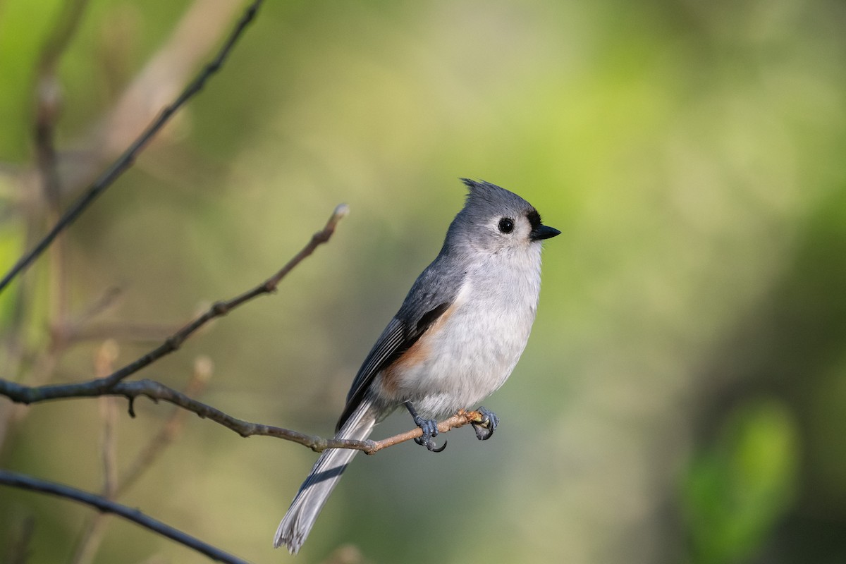 Tufted Titmouse - Alex Shadmehr