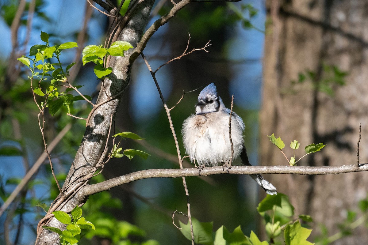 Blue Jay - Alex Shadmehr