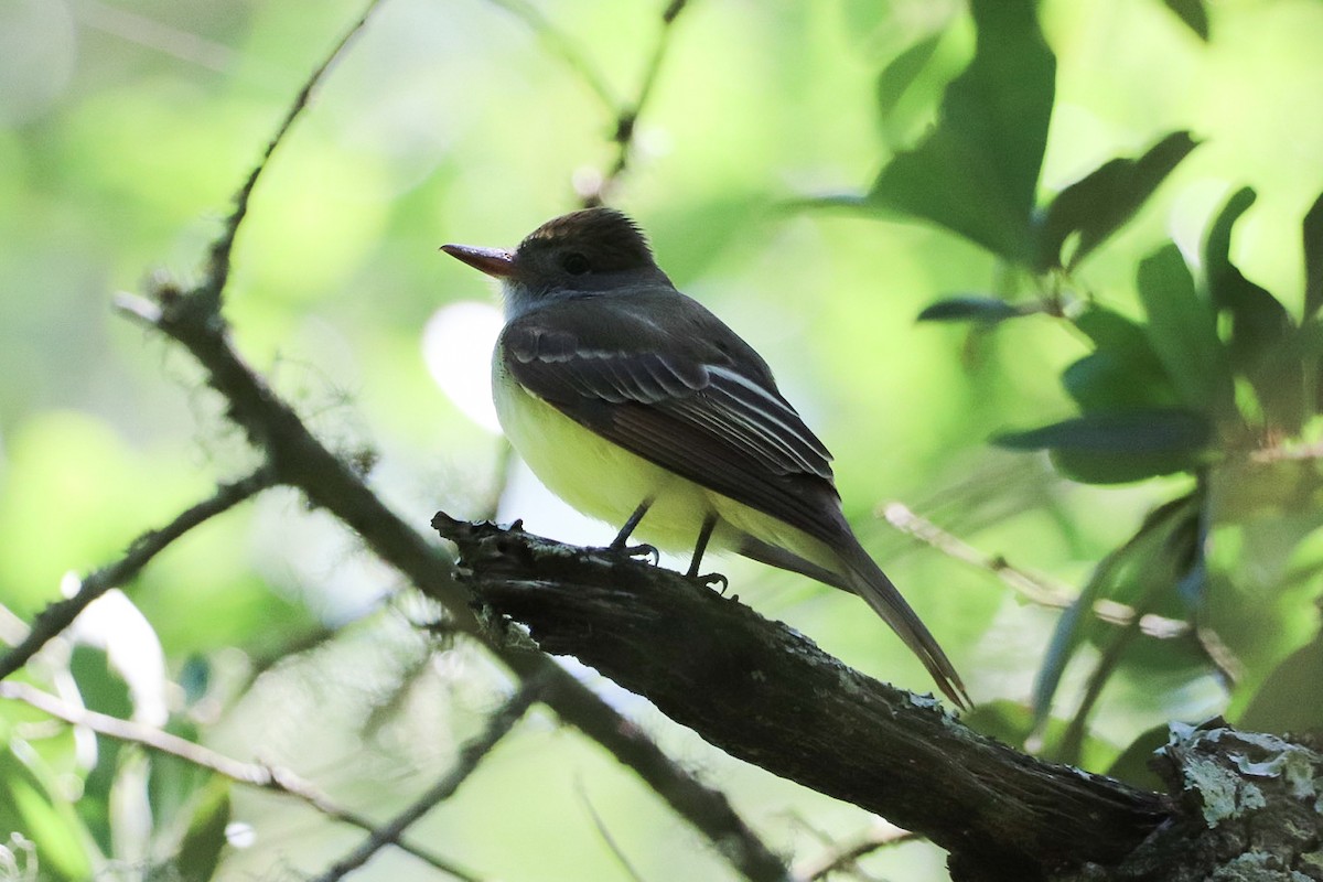 Great Crested Flycatcher - ML617800801