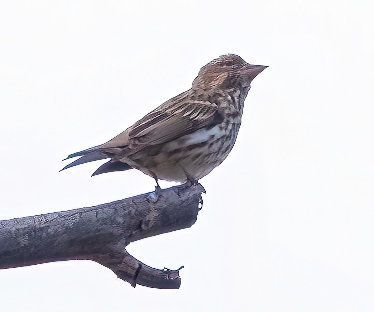 Cassin's Finch - ML617800814