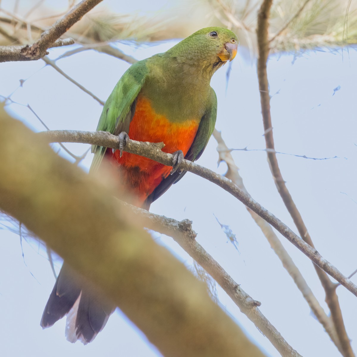 Australian King-Parrot - Cedric Bear