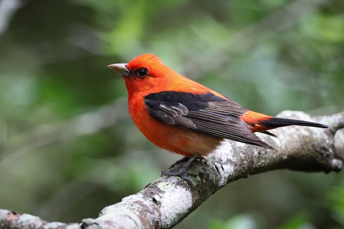 Scarlet Tanager - ML617800845