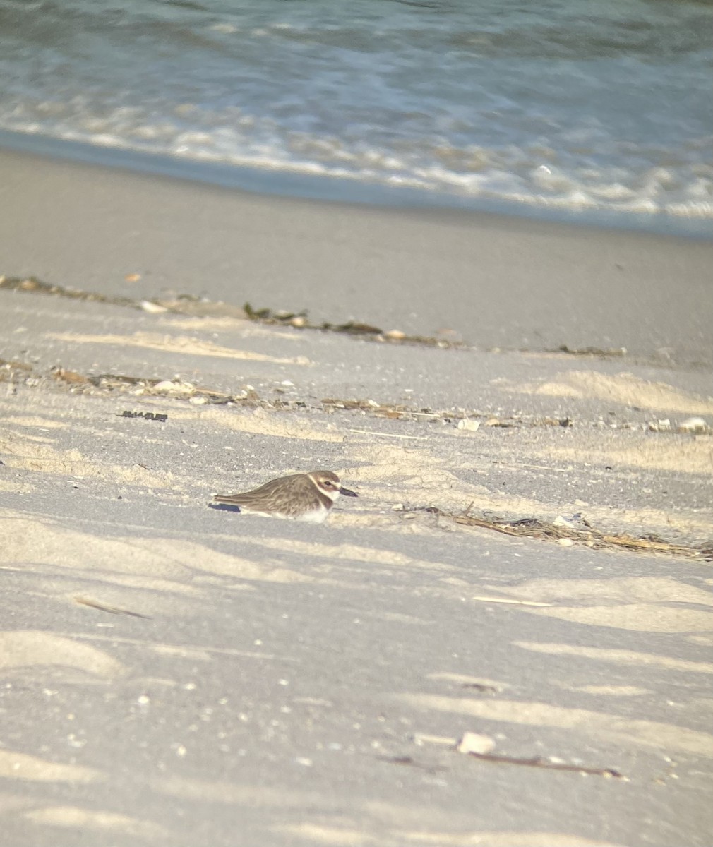 Wilson's Plover - ML617800862